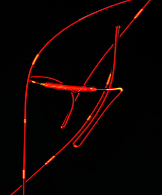 ote Linien
